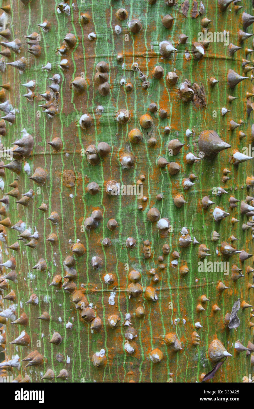 Una vista ingrandita della corteccia di un giovane Ceiba (Ceiba pentandra) tree Foto Stock