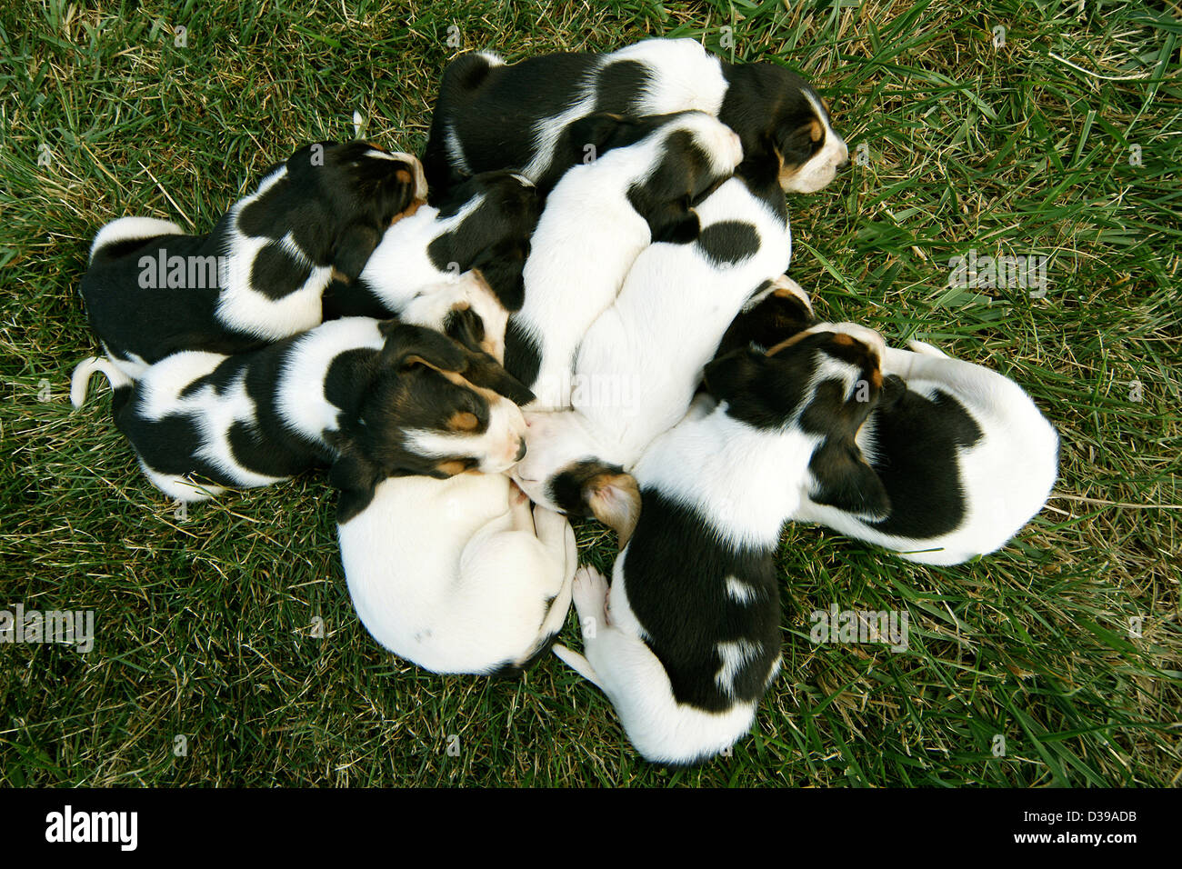 Pila di Baby Hound cuccioli di cani Foto Stock