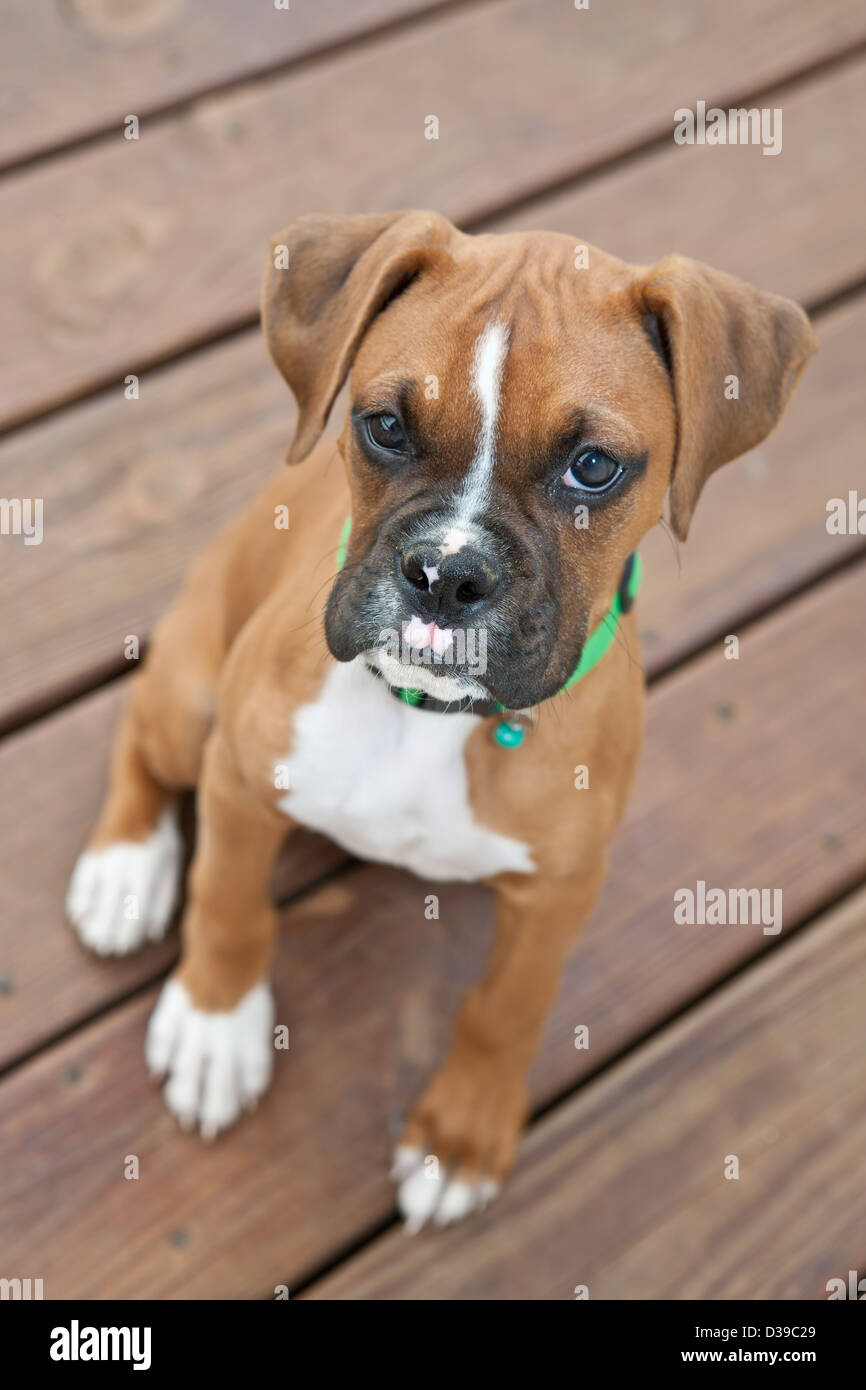 Fawn boxer puppy immagini e fotografie stock ad alta risoluzione - Alamy