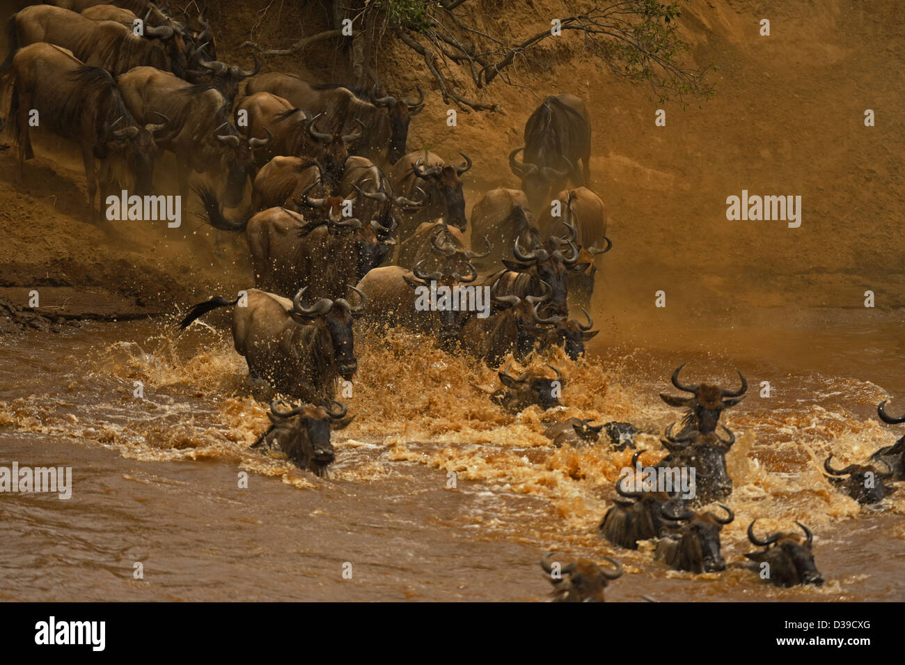 Gnu (o GNU, wildebeests o wildebai, gnu) allevamenti attraversando il fiume Mara in Masai Mara, Kenya, Africa Foto Stock