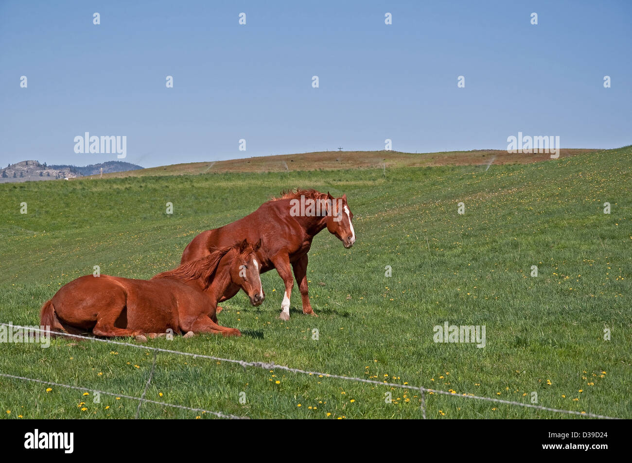 Due marrone castagna Quarter Horses sono il risveglio di un NAP, come uno stand ed un altro è sdraiato in verdi pascoli. Foto Stock