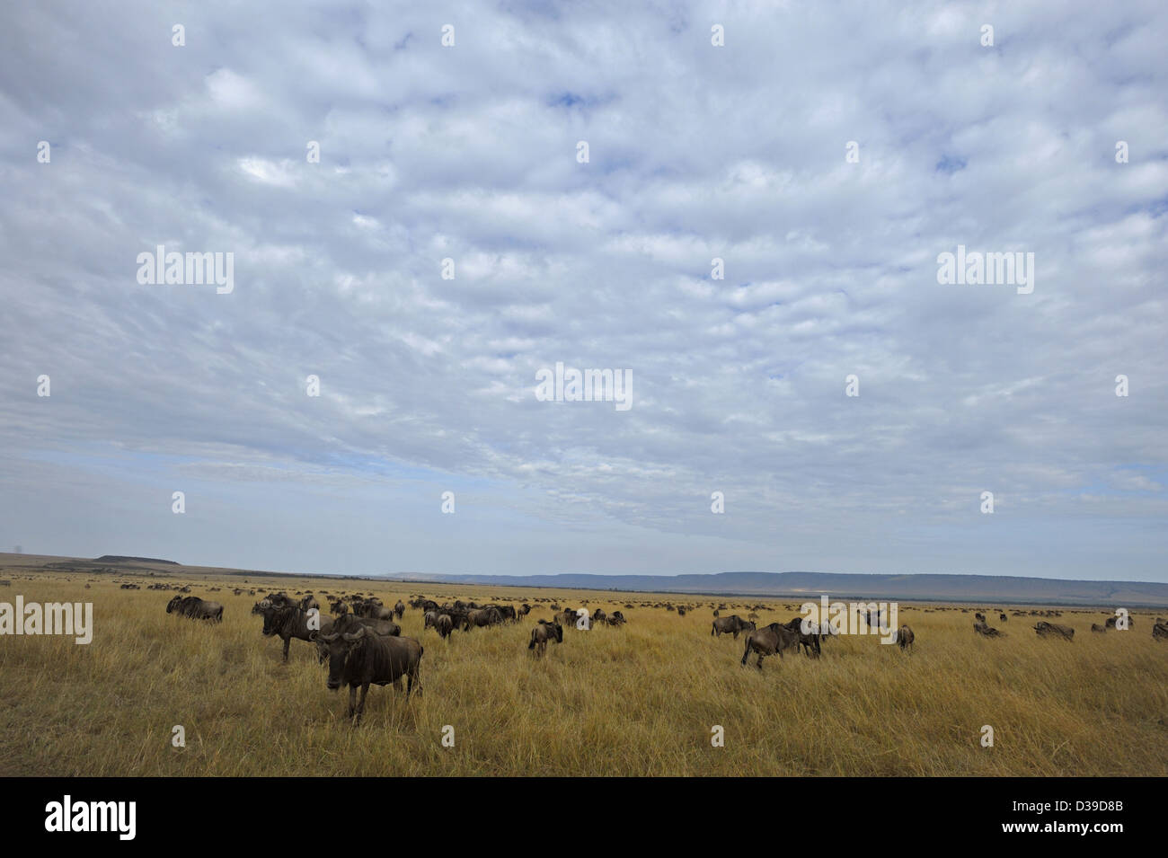 Gnu (o GNU, wildebeests o wildebai, gnu) allevamento nel Masai Mara, Kenya, Africa Foto Stock