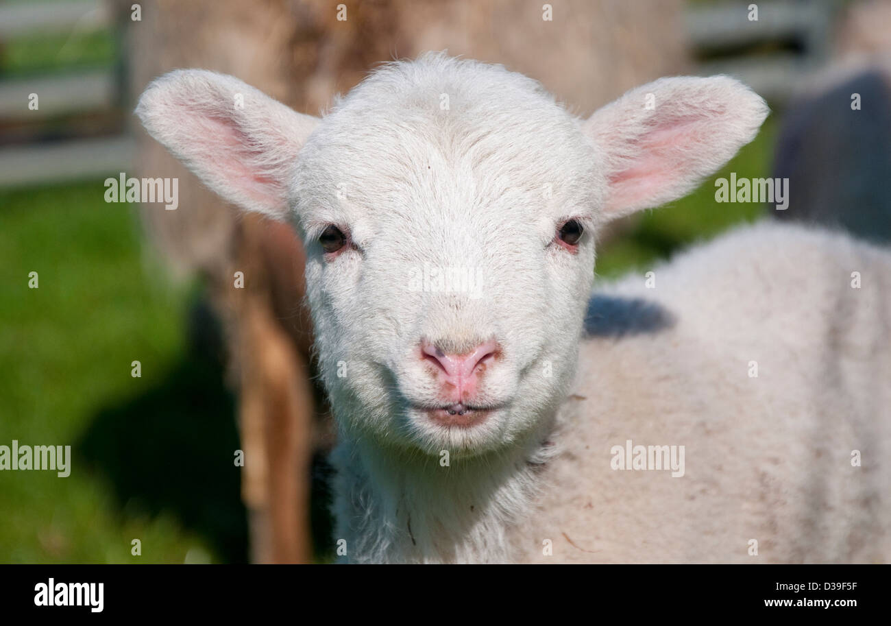 La molla di agnello in una fattoria Foto Stock