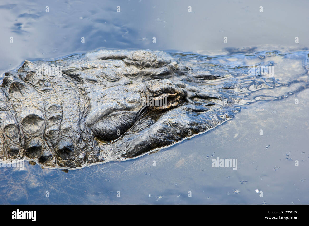 Un ritratto di un coccodrillo americano con occhi solo circa l'acqua-linea. Si tratta di animali in cattività situato in Australia Foto Stock