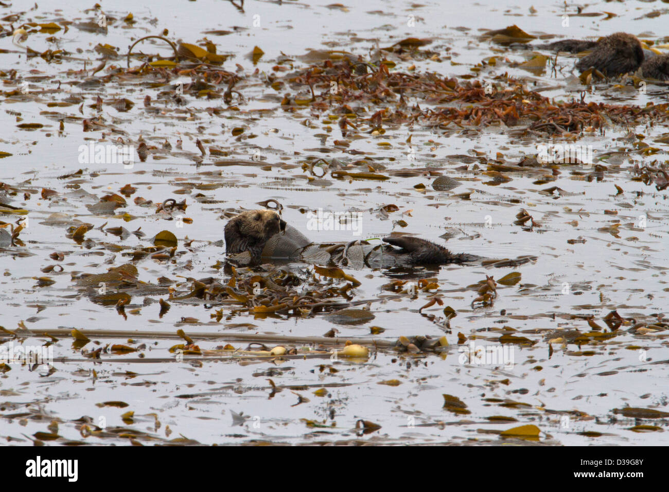 Le lontre marine (Enhydra lutris) flottanti tra kelp in una baia lungo la17 Mile Drive sulla penisola di Monterey in California nel luglio Foto Stock