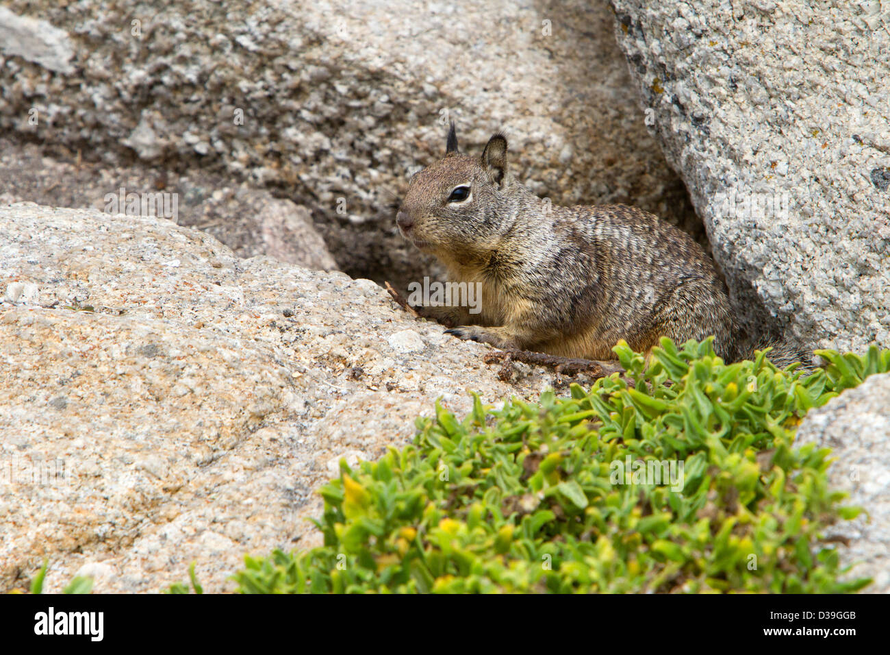 La massa della California scoiattolo (Otospermophilus beecheyi) su una roccia lungo 17 miglia di auto, penisola di Monterey, California, Stati Uniti d'America in luglio Foto Stock