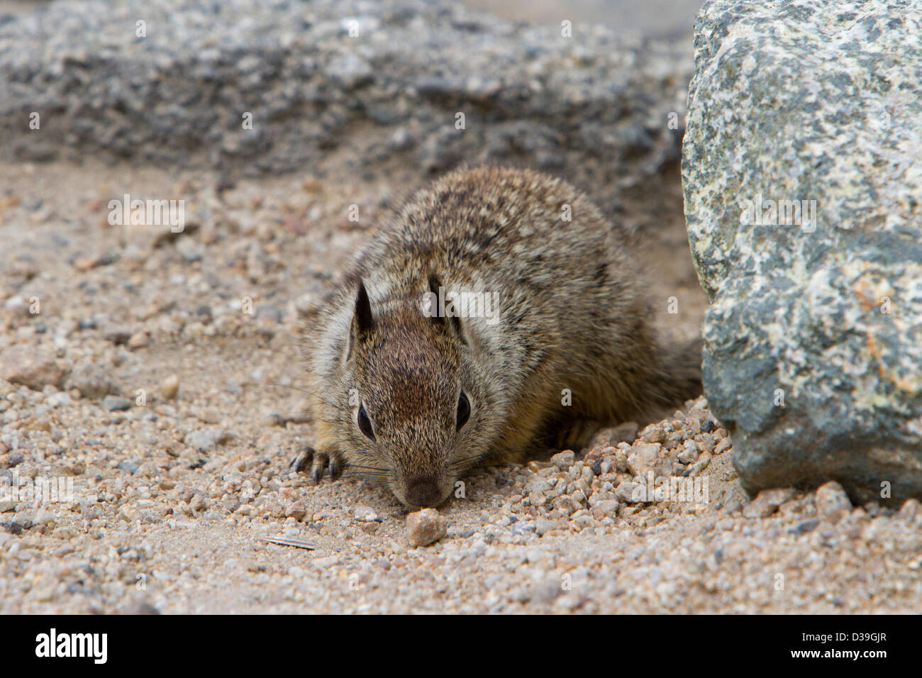 La massa della California scoiattolo (Otospermophilus beecheyi) alimentazione lungo 17 miglia di auto, penisola di Monterey, California, Stati Uniti d'America in luglio Foto Stock