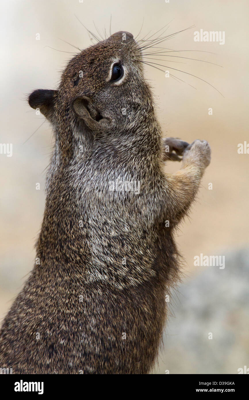 La massa della California scoiattolo (Otospermophilus beecheyi) in piedi lungo 17 miglia di auto, penisola di Monterey, California, Stati Uniti d'America in luglio Foto Stock