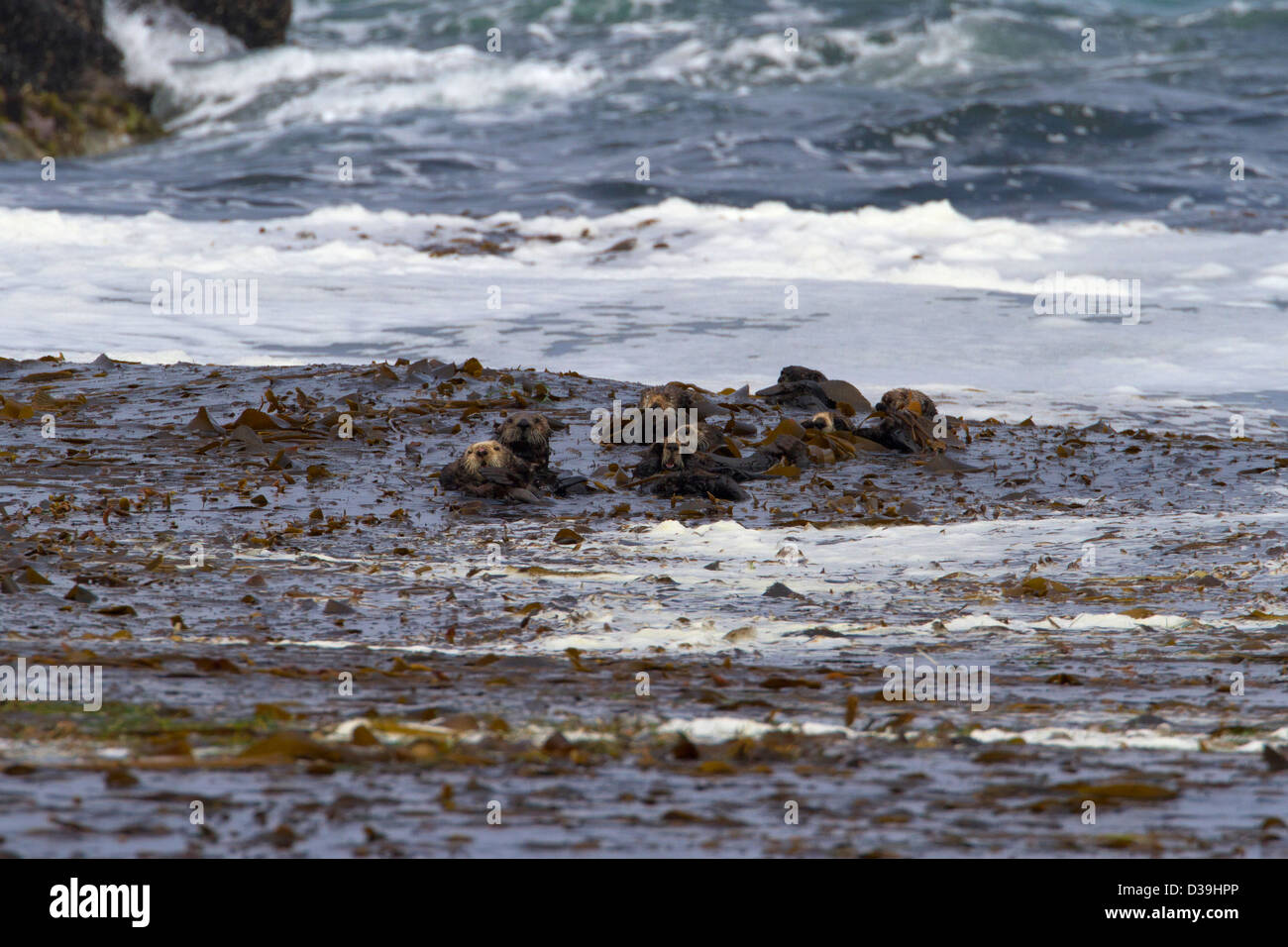 Le lontre marine (Enhydra lutris) flottanti tra kelp in una baia lungo la17 Mile Drive sulla penisola di Monterey in California nel luglio Foto Stock