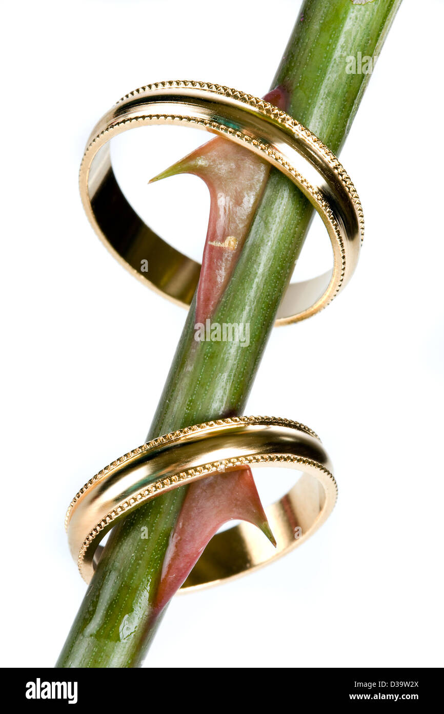 Gli anelli di nozze appeso sulle spine di una rosa Foto Stock