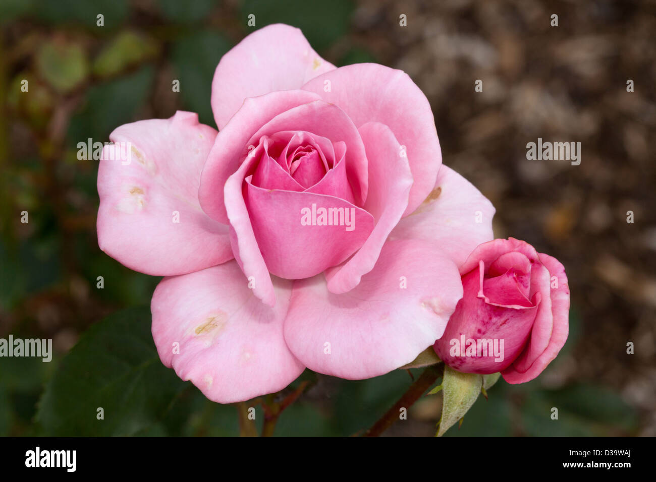 Floribunda-Rose 'St. Helena", Rosa, Rosacee Foto Stock