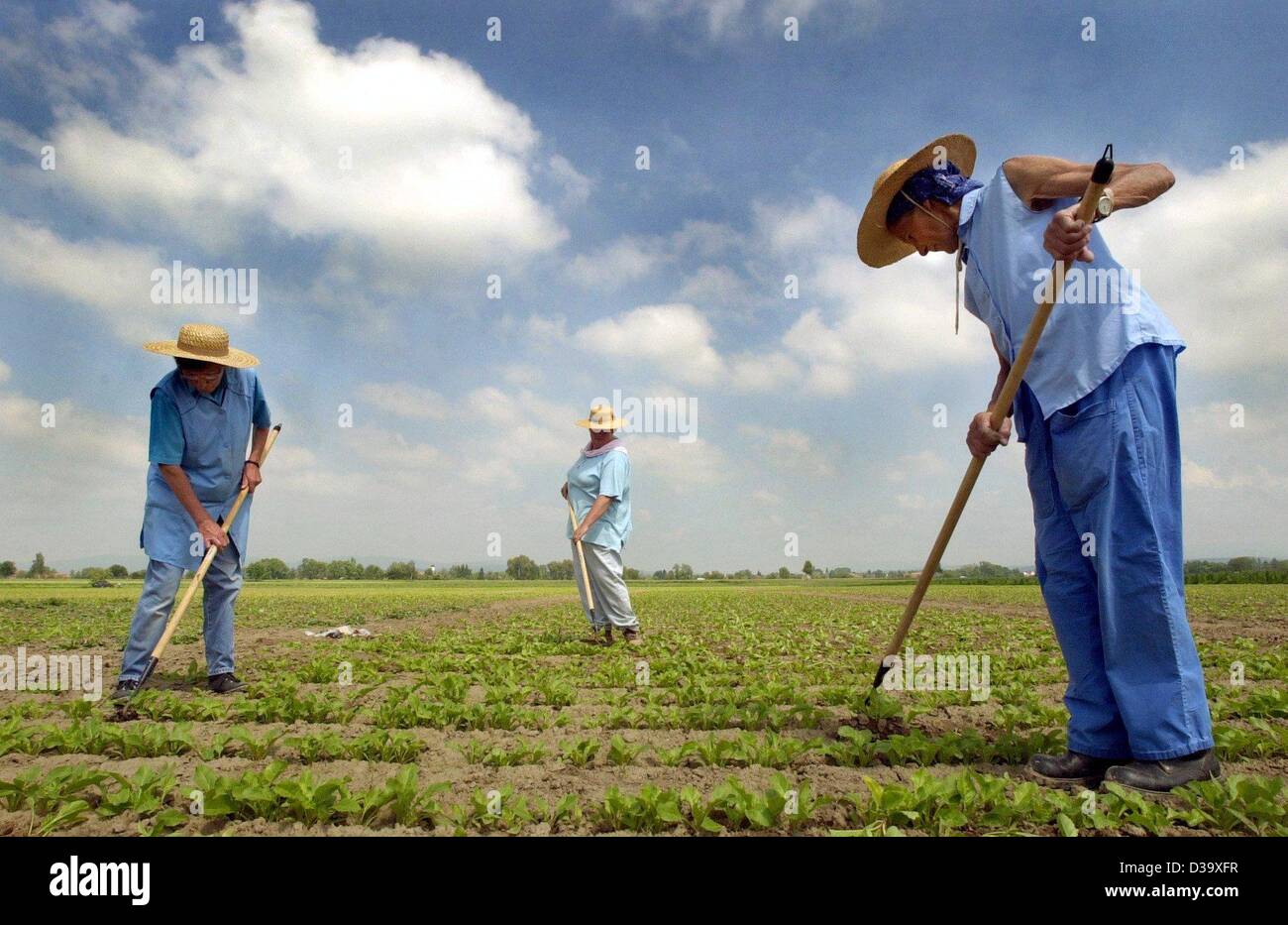 (Dpa) - agriturismo le mani a distanza una barbabietola da zucchero campo di erbacce vicino Parkstetten, Baviera, 21 maggio 2002. Foto Stock