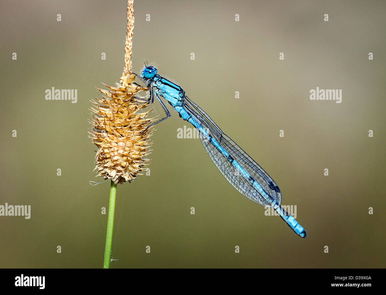 Un comune damselfly blu si siede sulla testa di seme di un lato banca reed nel caldo sole estivo. Foto Stock