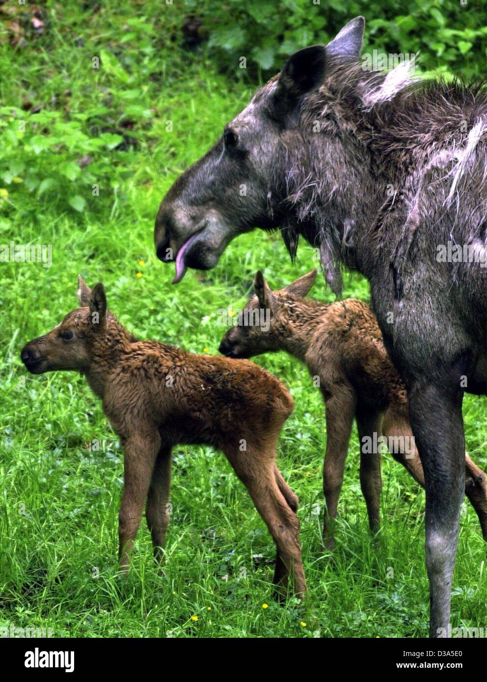 (Dpa) - Elk madre Emmi veglia sulla sua twin neonati come essi scoprono il loro recinto a preservare la fauna selvatica nel Rosengarten, Germania, 23 maggio 2002. I vitelli nati il 11 maggio e sono ancora in attesa di essere chiamato. Nuovi nati cuccioli di alci pesano circa 15 kg e hanno una altezza di circa 80 cm. Dopo tre d Foto Stock