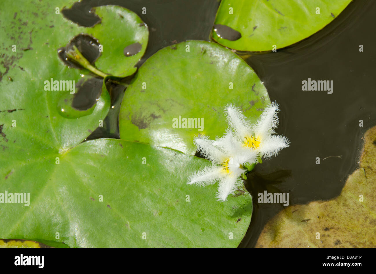 Belize, Crooked Tree Wildlife Sanctuary. Il simbolo del fiocco di neve Water Lilies (Nymphoides indica) Acqua aka il simbolo del fiocco di neve o galleggiante di cuore. Foto Stock