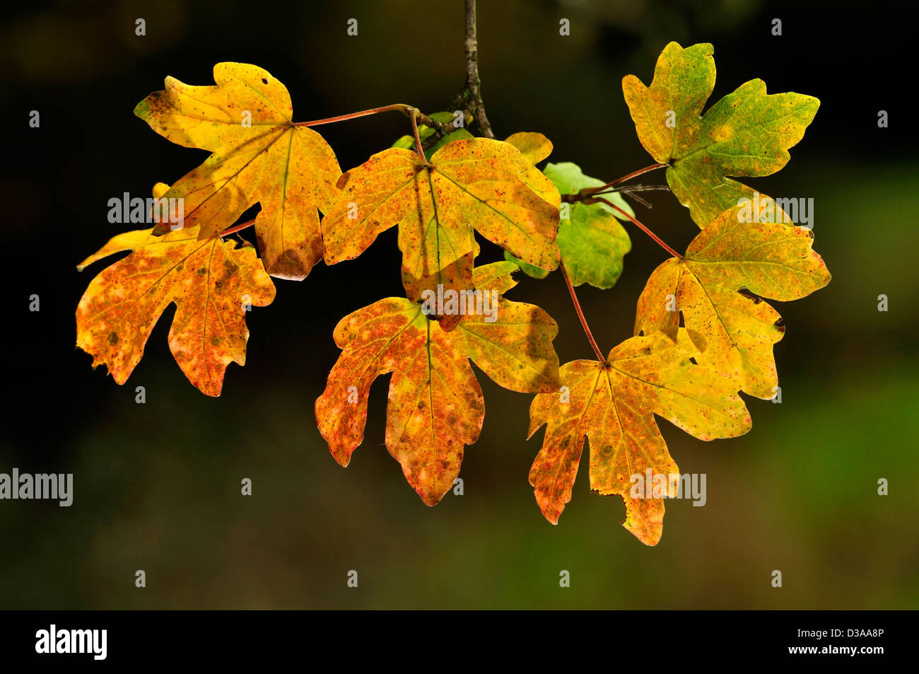 Un ramoscello di campo foglie di acero in autunno Foto Stock