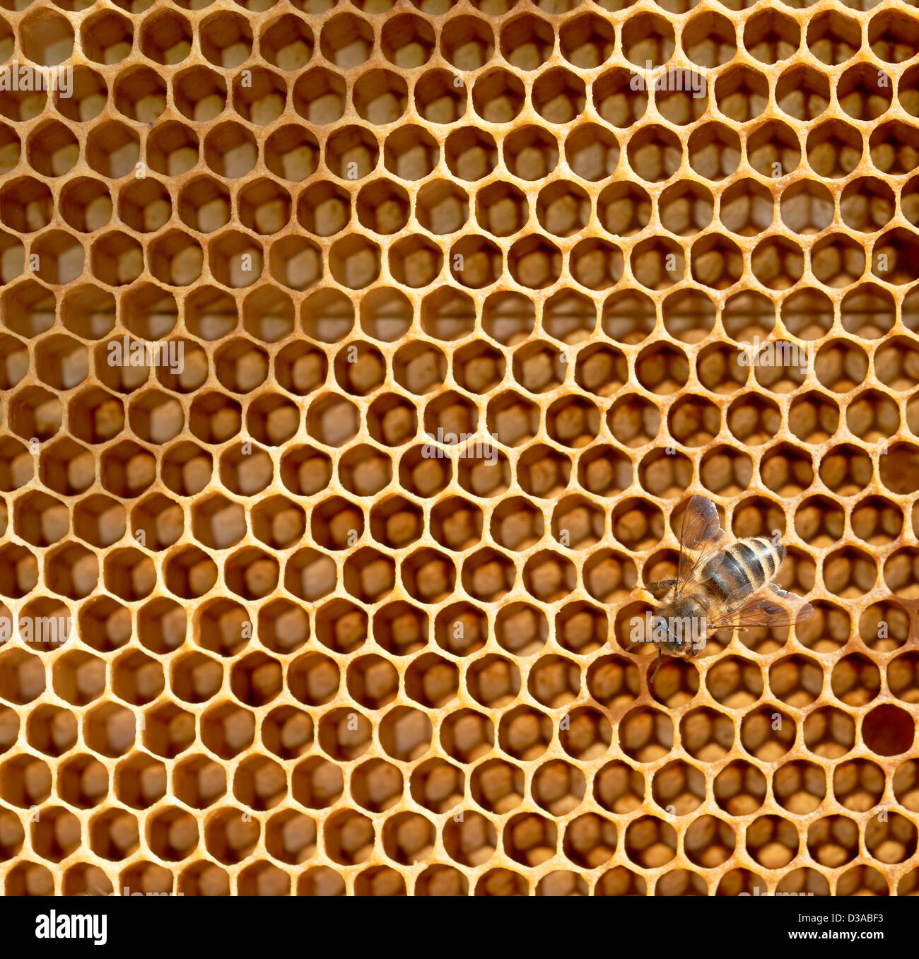 Nido e lavoratore honey bee close up Foto Stock