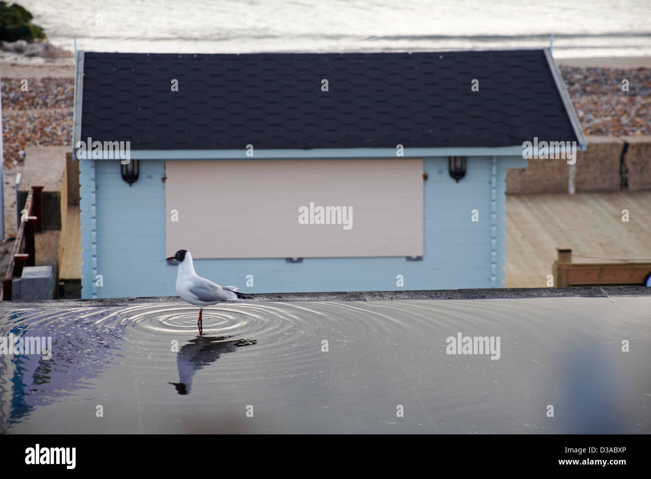 La riflessione di seagull sorgeva in una pozza d'acqua sul tetto sul lungomare con capanna sulla spiaggia e il mare dietro Foto Stock