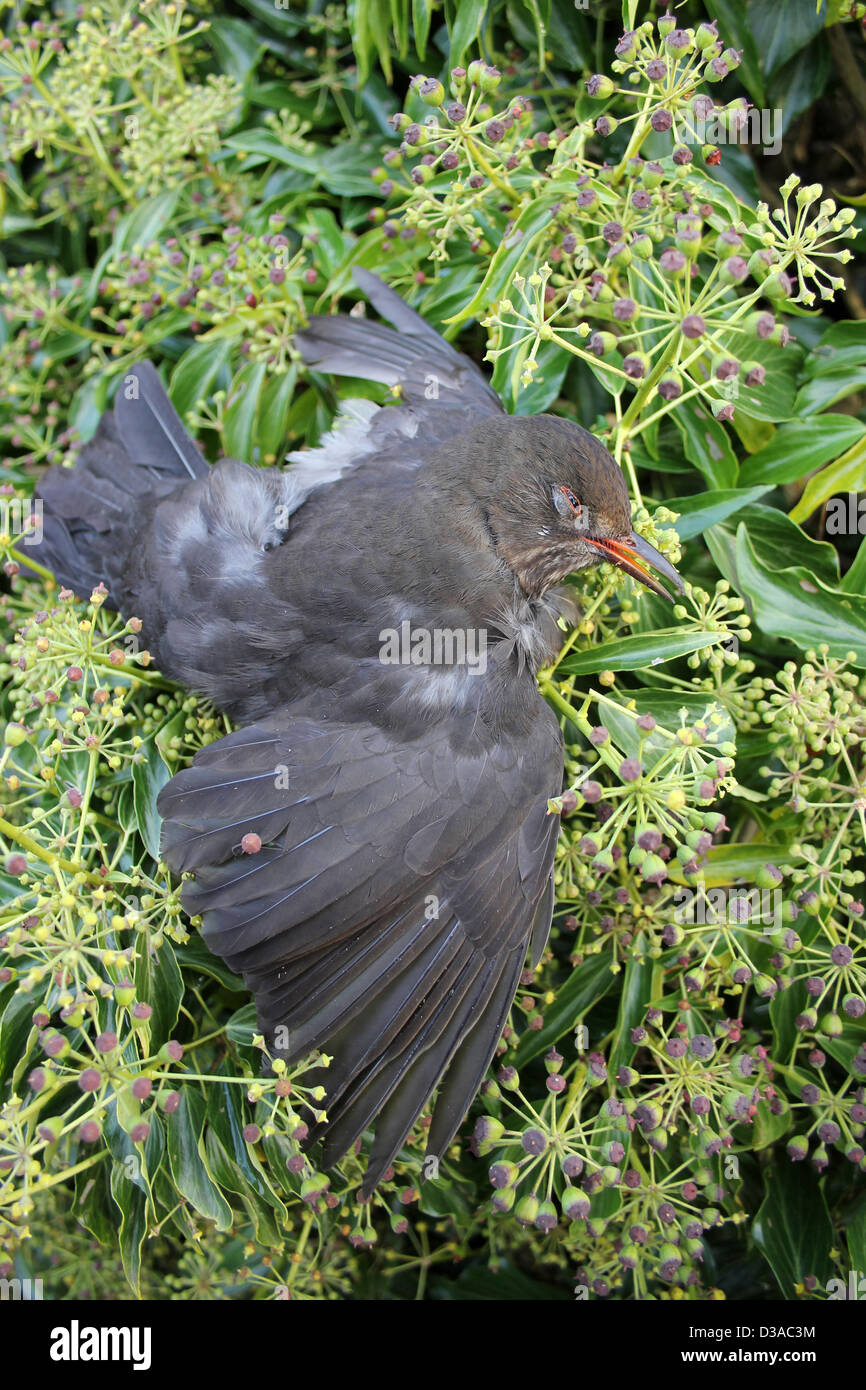 Cadavere di un comune Blackbird Turdus merula Foto Stock