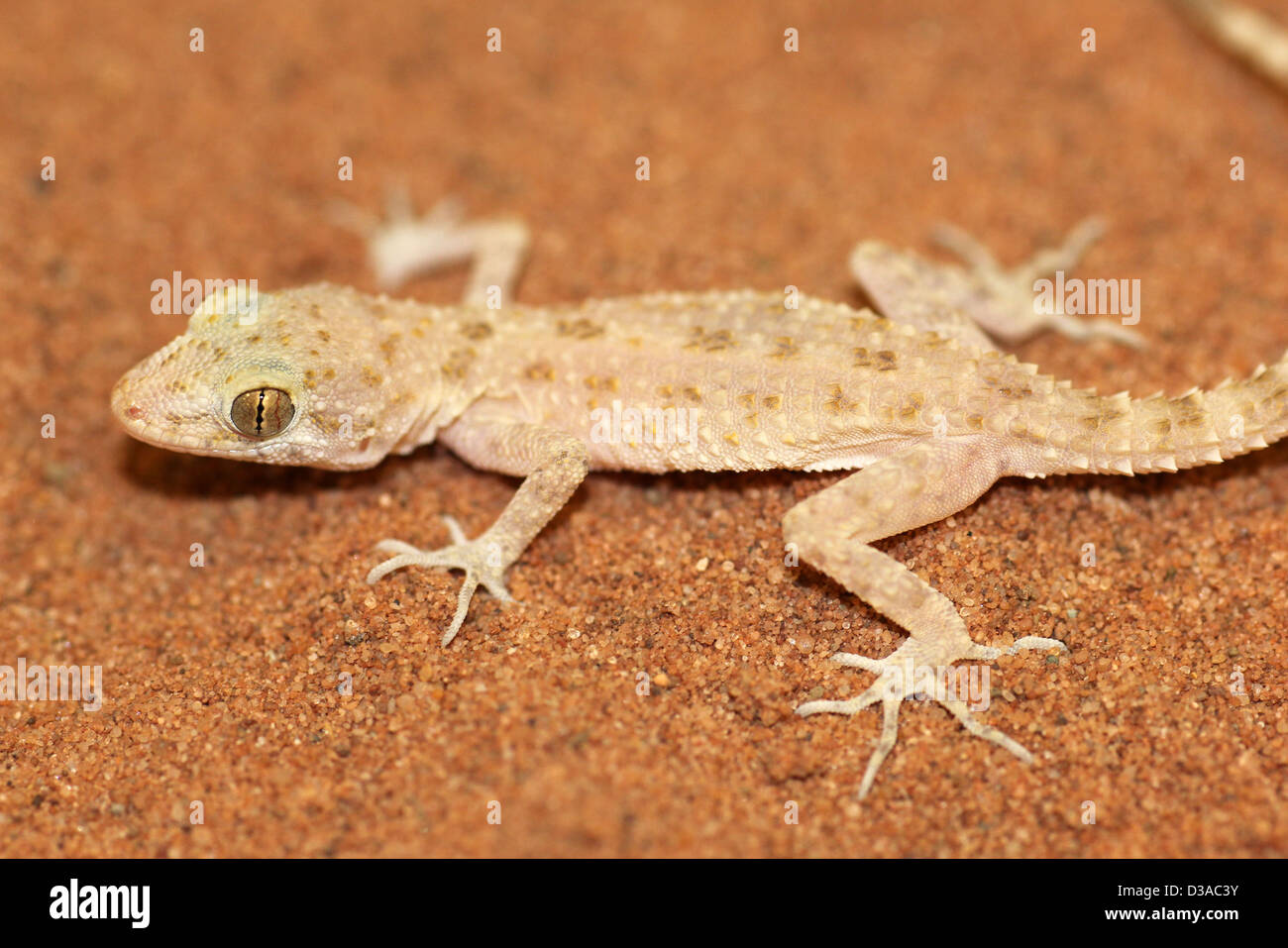 Rough-tailed Bowfoot Gecko scabrum Cyrtopodion Foto Stock