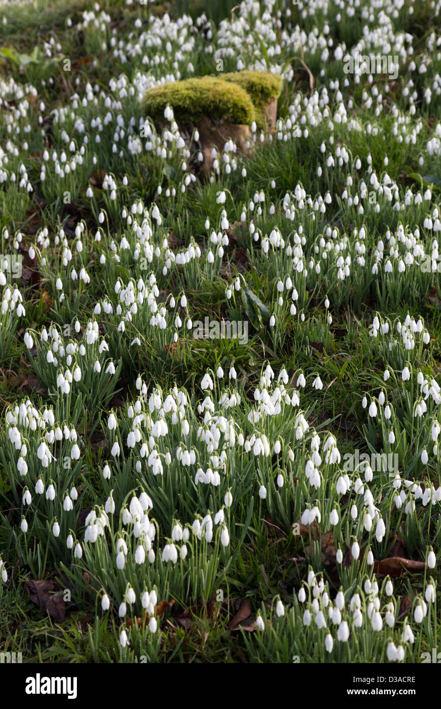 Bucaneve, galanthus moquette il terreno ai primi di febbraio 2013, Wimborne Minster, Dorset Foto Stock