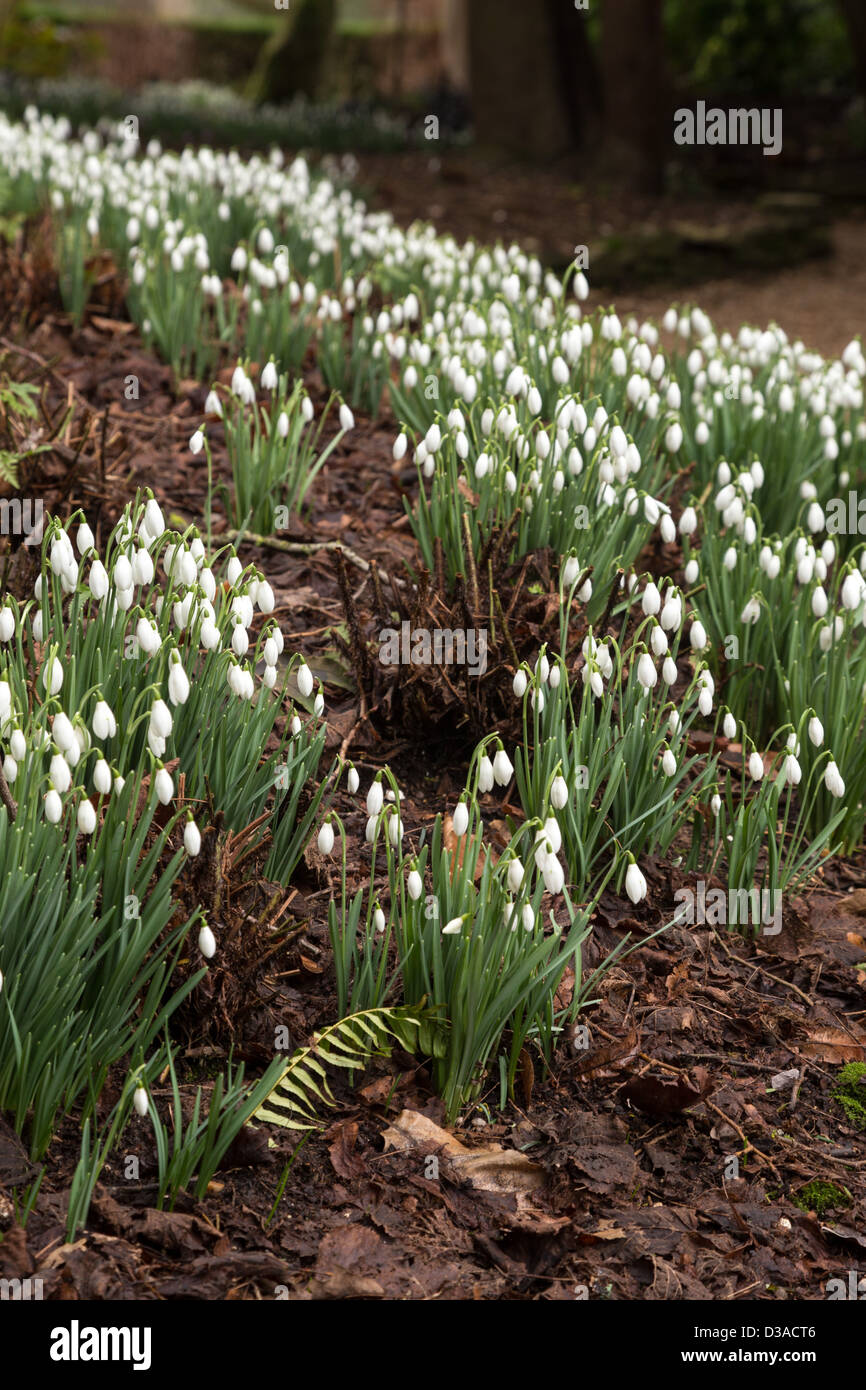 Bucaneve, galanthus moquette il terreno ai primi di febbraio 2013, Wimborne Minster, Dorset Foto Stock