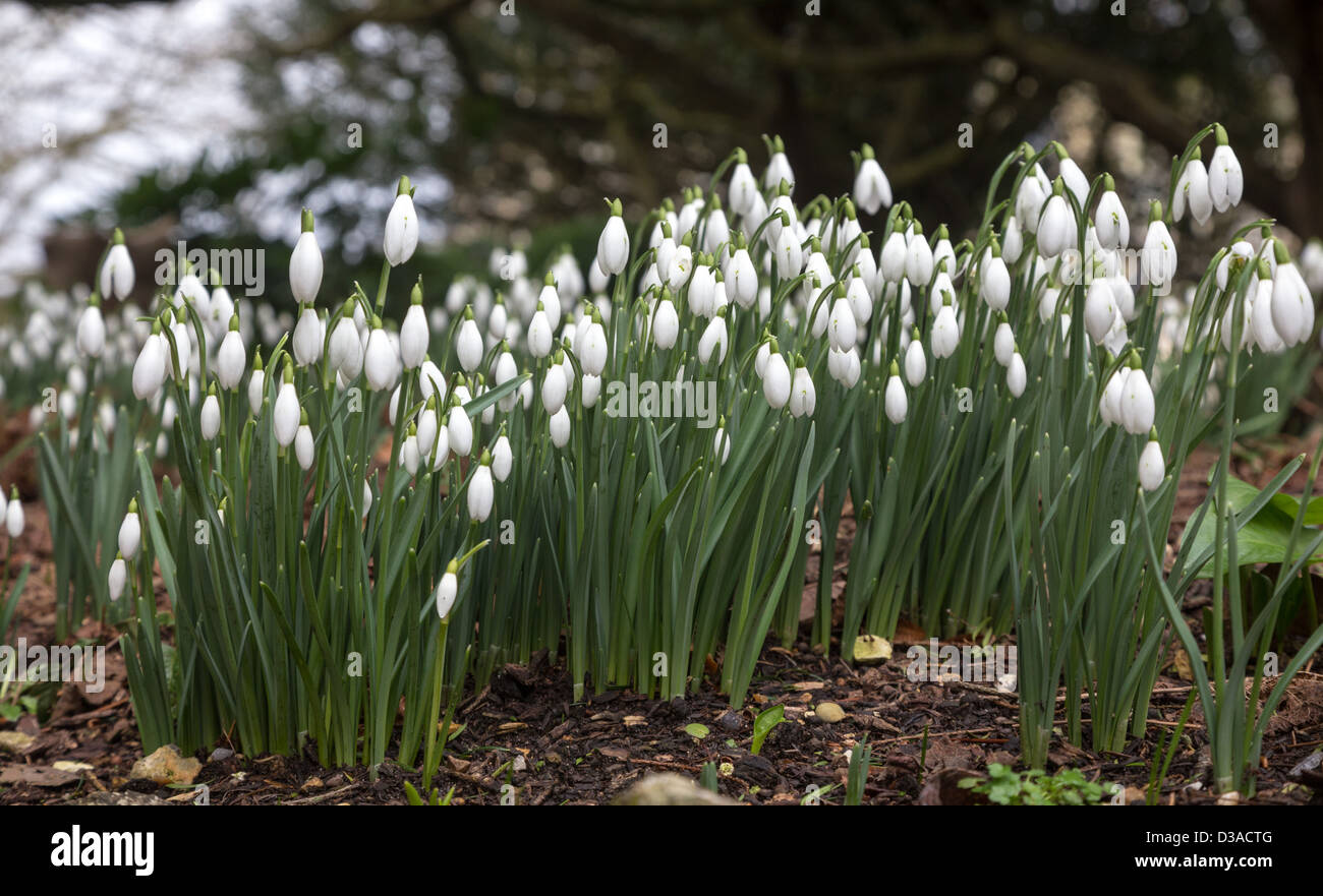 Bucaneve, galanthus moquette il terreno ai primi di febbraio 2013, Wimborne Minster, Dorset Foto Stock