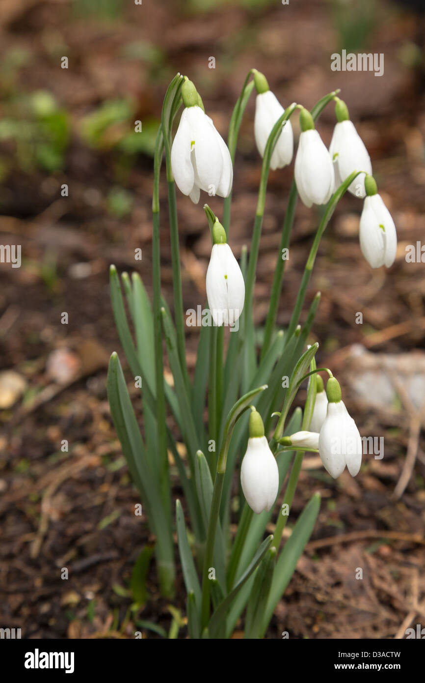 Bucaneve, galanthus moquette il terreno ai primi di febbraio 2013, Wimborne Minster, Dorset Foto Stock