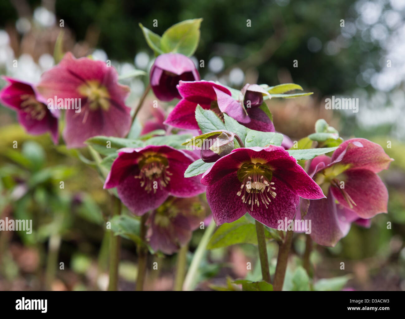 Helleborus Orientalis ibrido, Febbraio 2013 Foto Stock