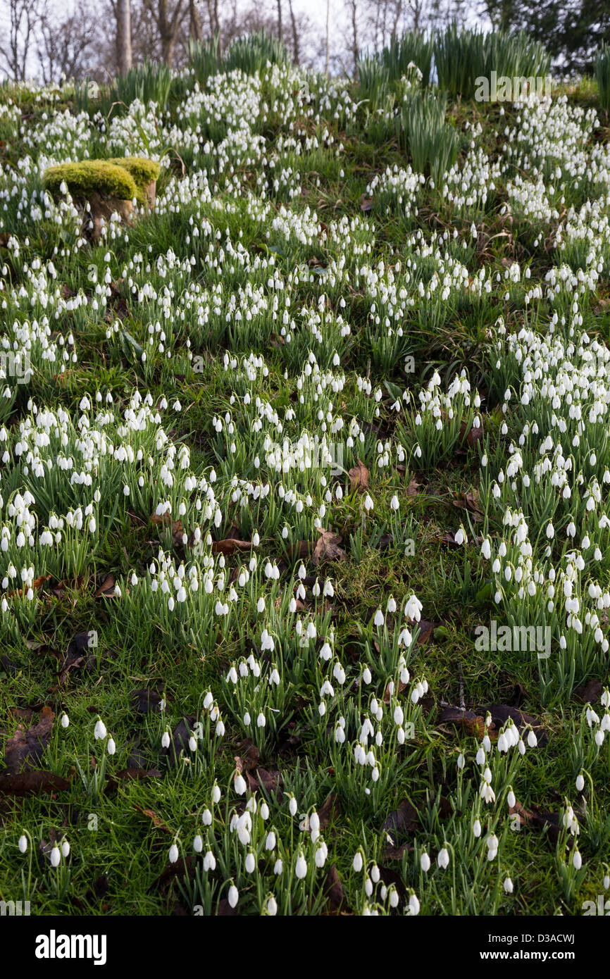 Bucaneve, galanthus moquette il terreno ai primi di febbraio 2013, Wimborne Minster, Dorset Foto Stock