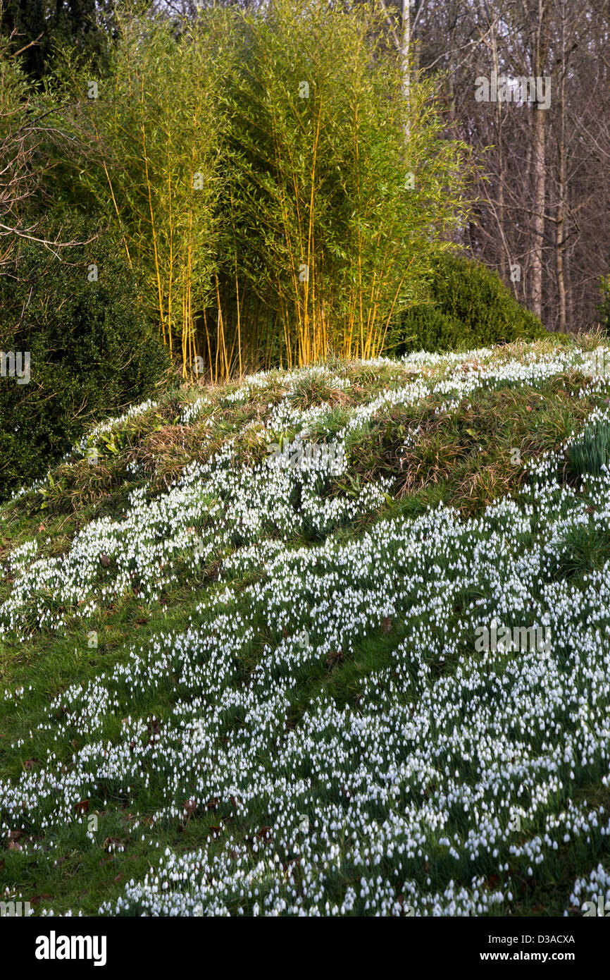 Snowdrops moquette una banca contro uno sfondo di bambù, Phyllostachys, Febbraio 2013 Foto Stock