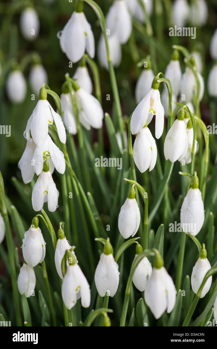 Bucaneve, galanthus moquette il terreno ai primi di febbraio 2013, Wimborne Minster, Dorset Foto Stock
