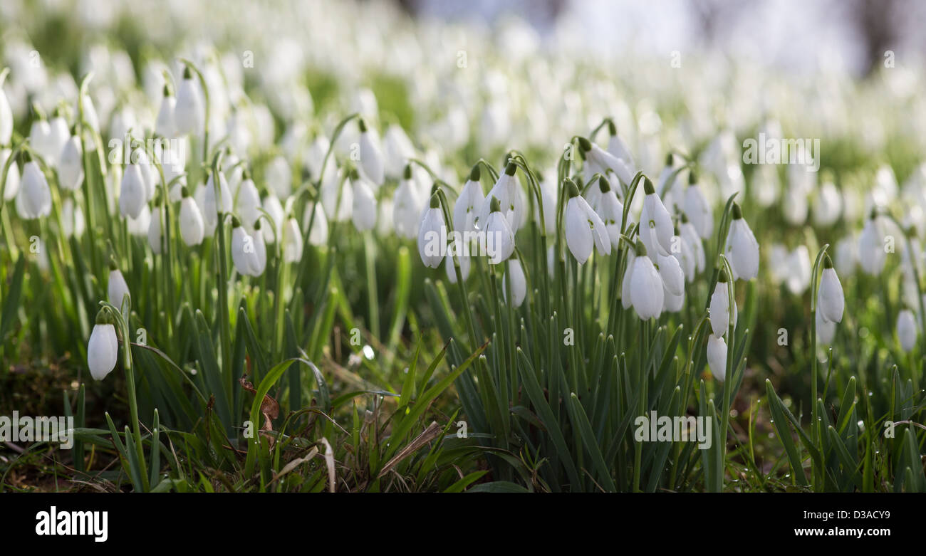 Bucaneve, galanthus moquette il terreno ai primi di febbraio 2013, Wimborne Minster, Dorset Foto Stock