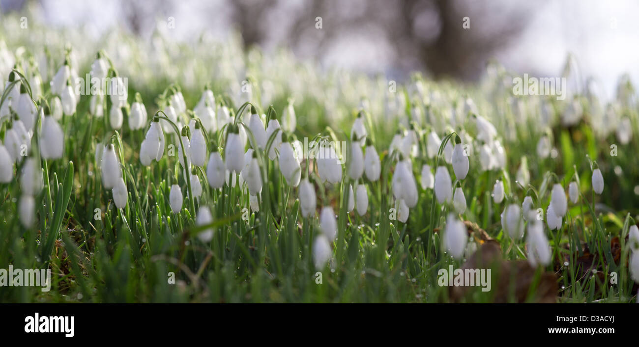 Bucaneve, galanthus moquette il terreno ai primi di febbraio 2013, Wimborne Minster, Dorset Foto Stock