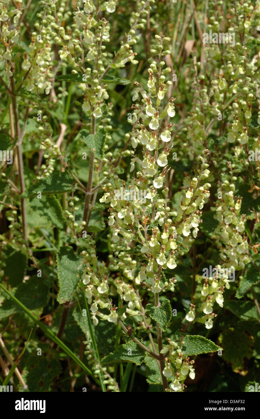 Legno salvia (Teucrium scorodonia : Lippenblütler), UK. Foto Stock