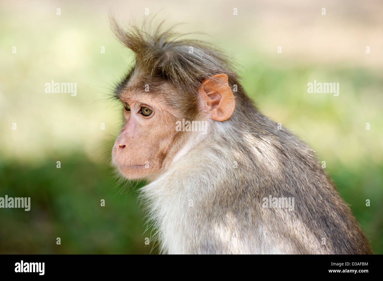 Un cofano Macaque (Macaca radiata) nella tigre del Periyar riserva vicino Thekkady nel i Ghati Occidentali, Kerala, India Foto Stock