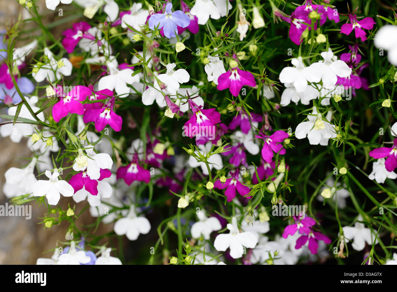 Lobelia cresce in una pentola in un giardino, Scotland, Regno Unito Foto Stock