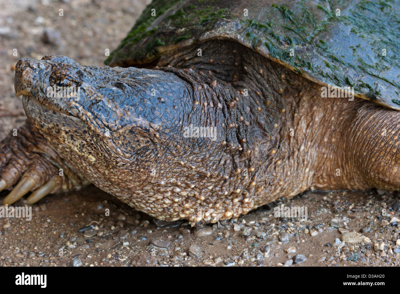 Scatto turtle grande rettile Foto Stock