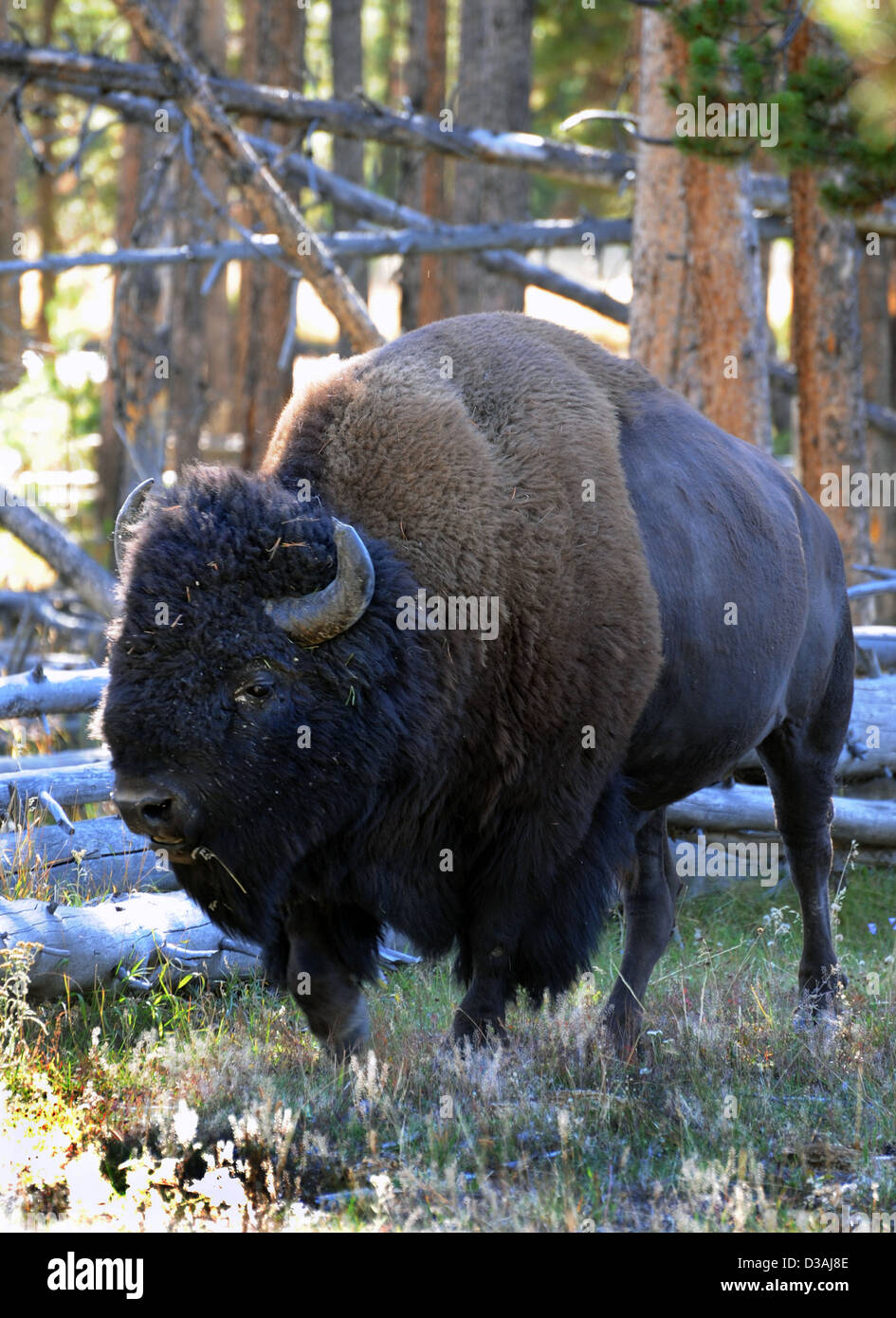 Bisonti americani,American buffalo, Buffalo è North American specie di bison, animale,bison,buffalo, Foto Stock