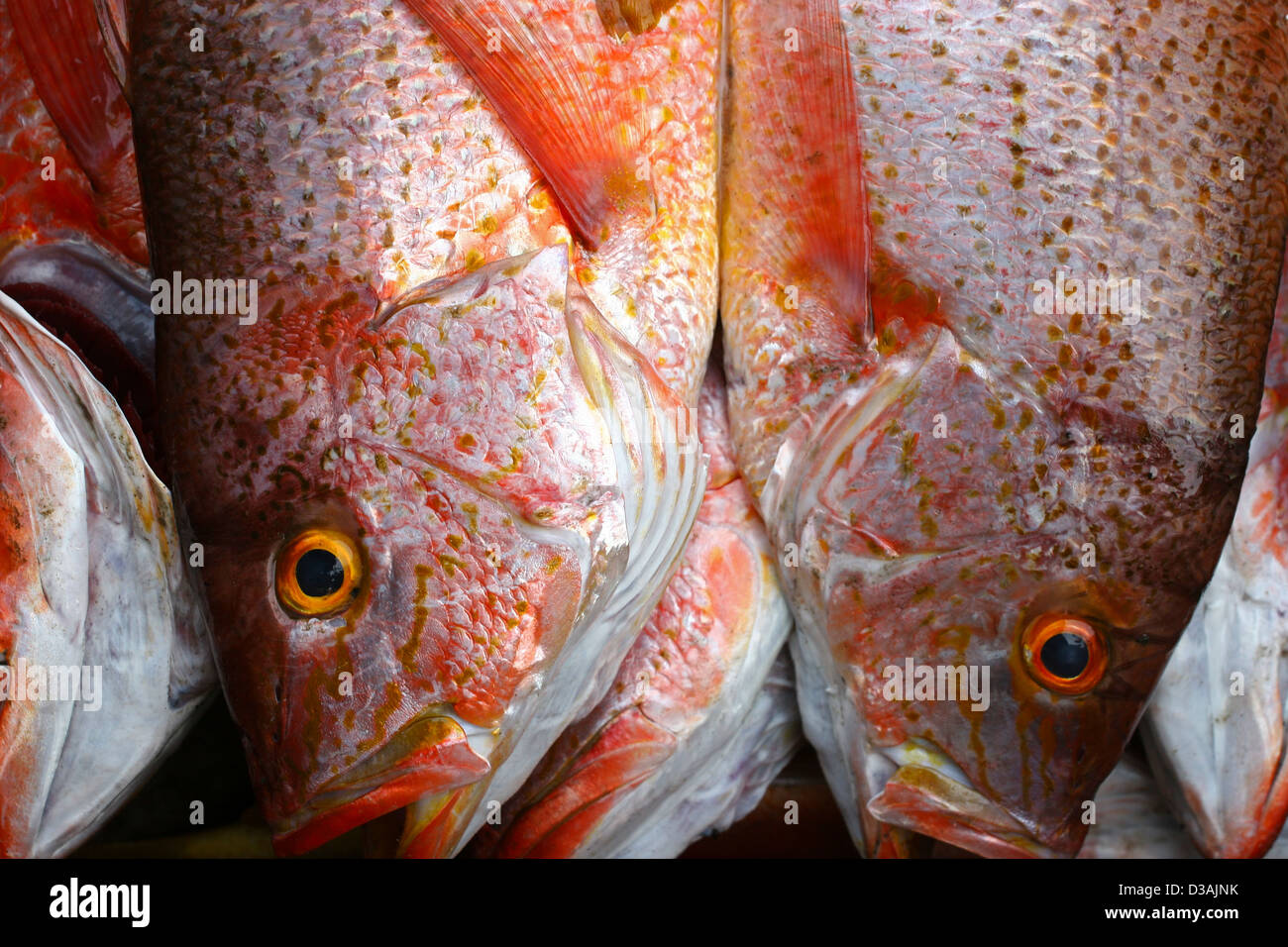 Red snapper alimenti per pesci buona degustazione di mercato sulla spiaggia in Messico Foto Stock