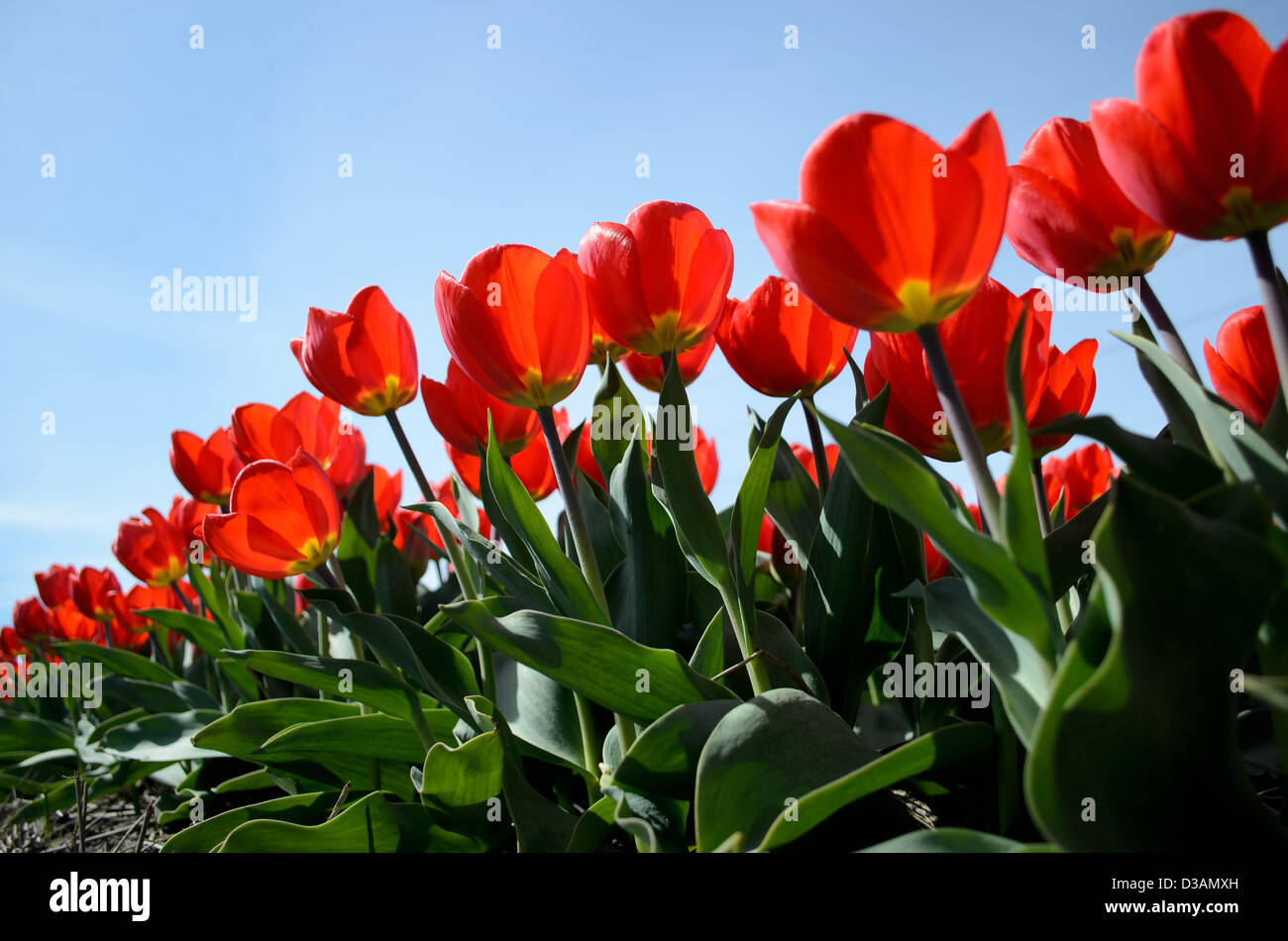 Tulipani rossi in un campo di fiori. Foto Stock