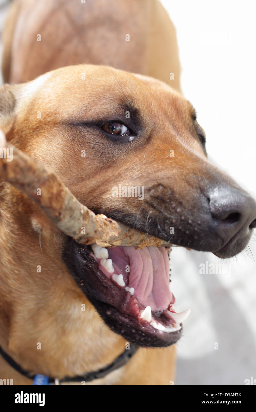 Morsi di cane il suo bastone di legno Foto Stock