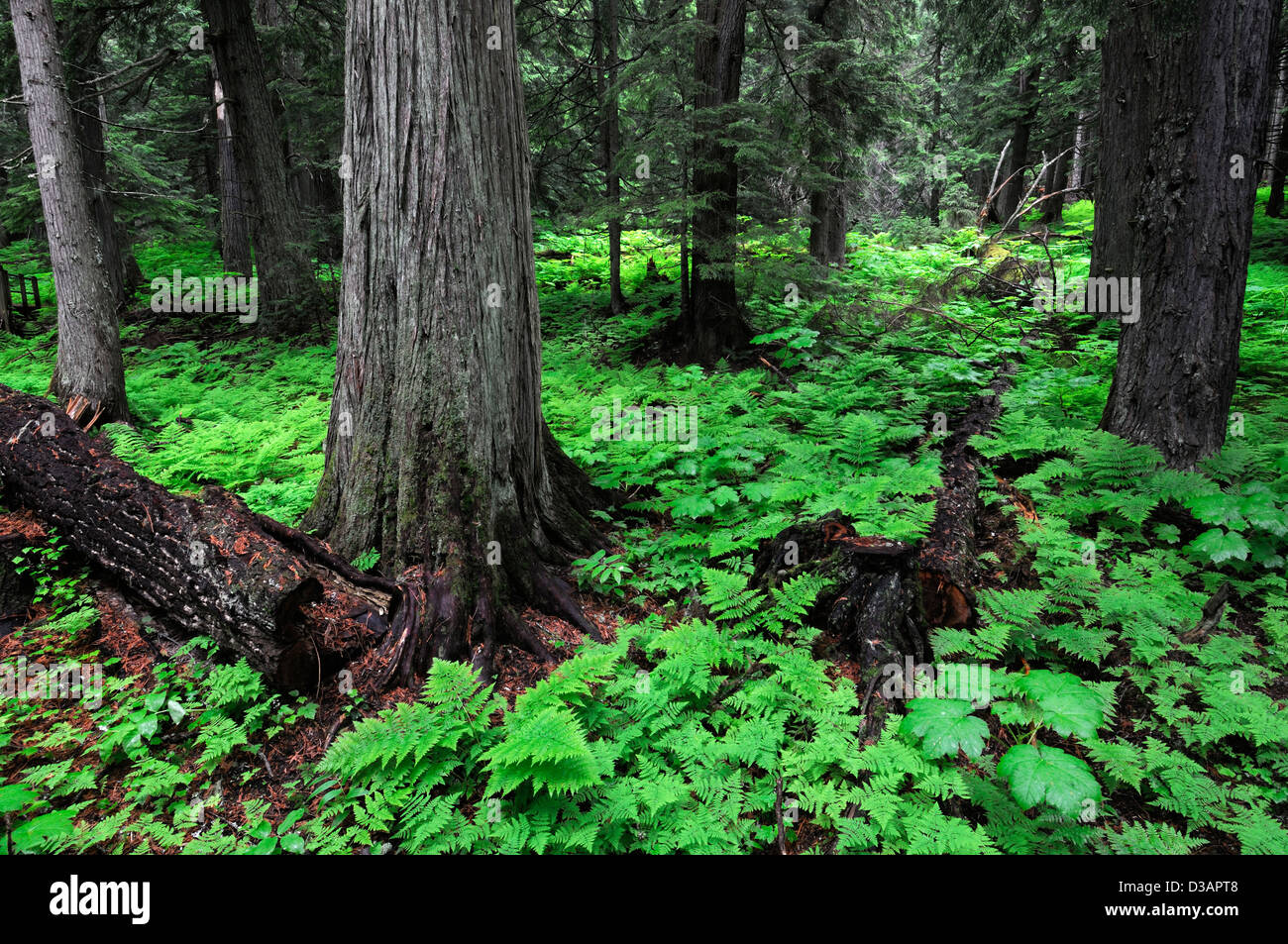 Vecchia foresta di felci hemlock grove trail Rogers Pass National Historic Site British Colombia BC Canada foresta pluviale Foto Stock