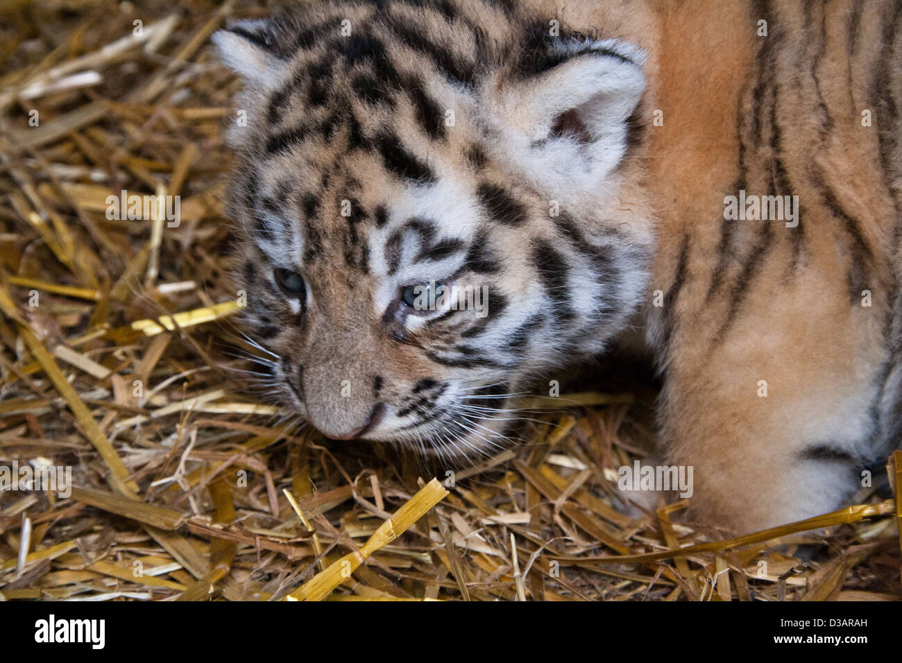 Captive di Amur tigri nel Kent, Regno Unito Foto Stock