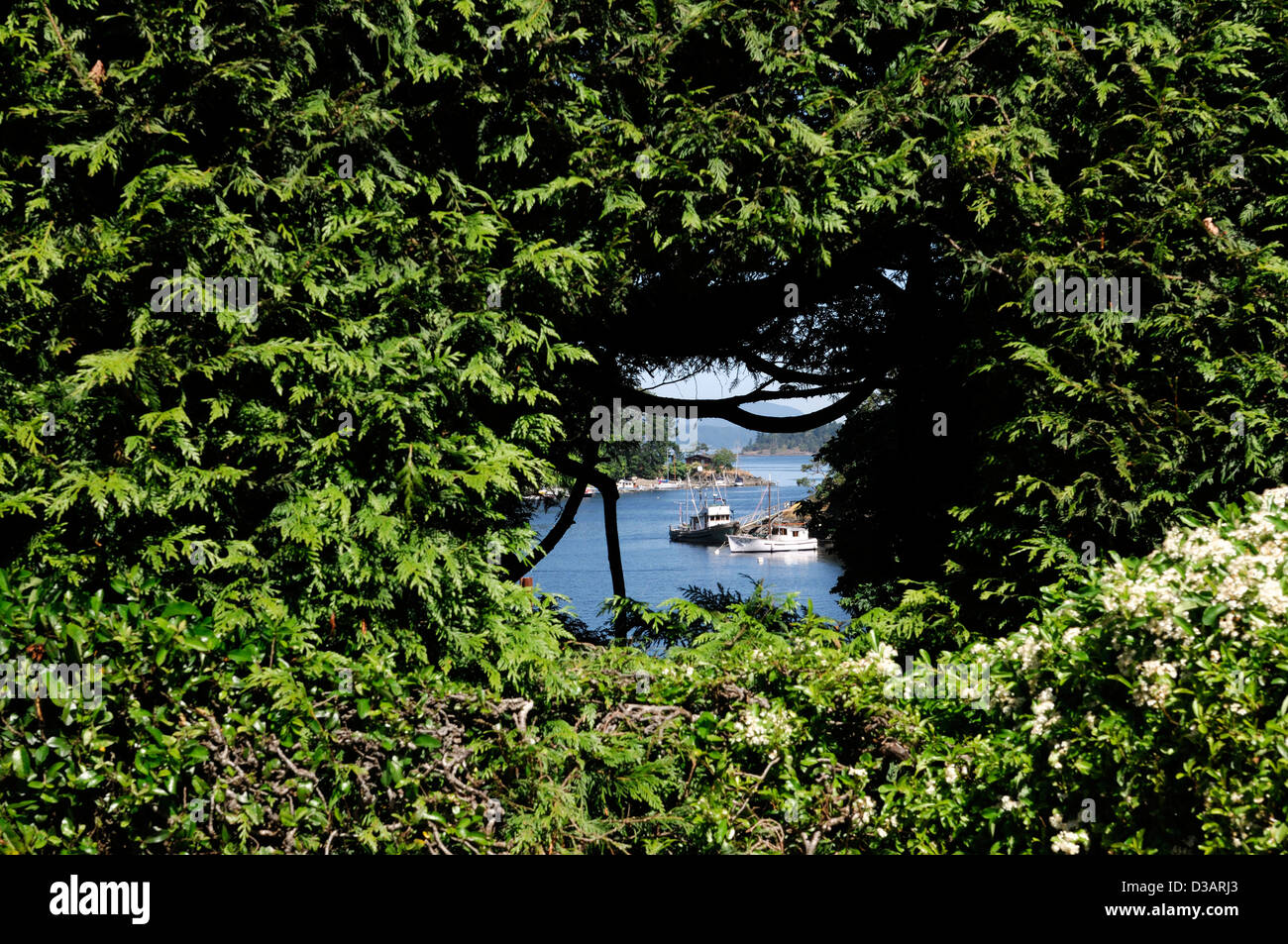 Tagliata di hedge visualizzazione finestra attraverso Brentwood Bay giardino giapponese butchart gardens victoria Vancouver Island in Canada Foto Stock