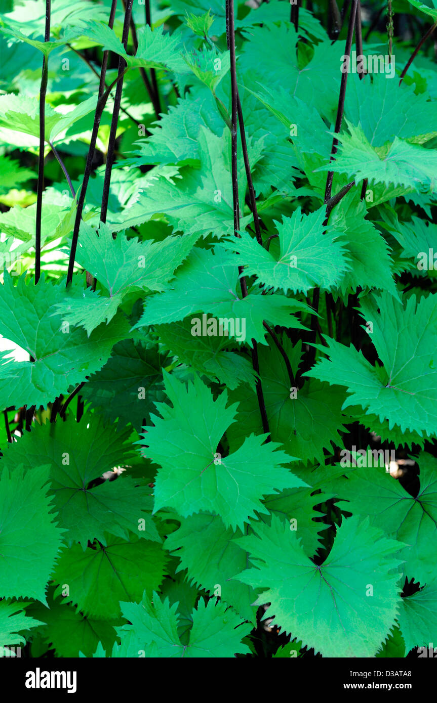 Ligularia attraente bordo seghettato refilato fogliame verde lascia stout impresa alte piante erbacee perenni Foto Stock