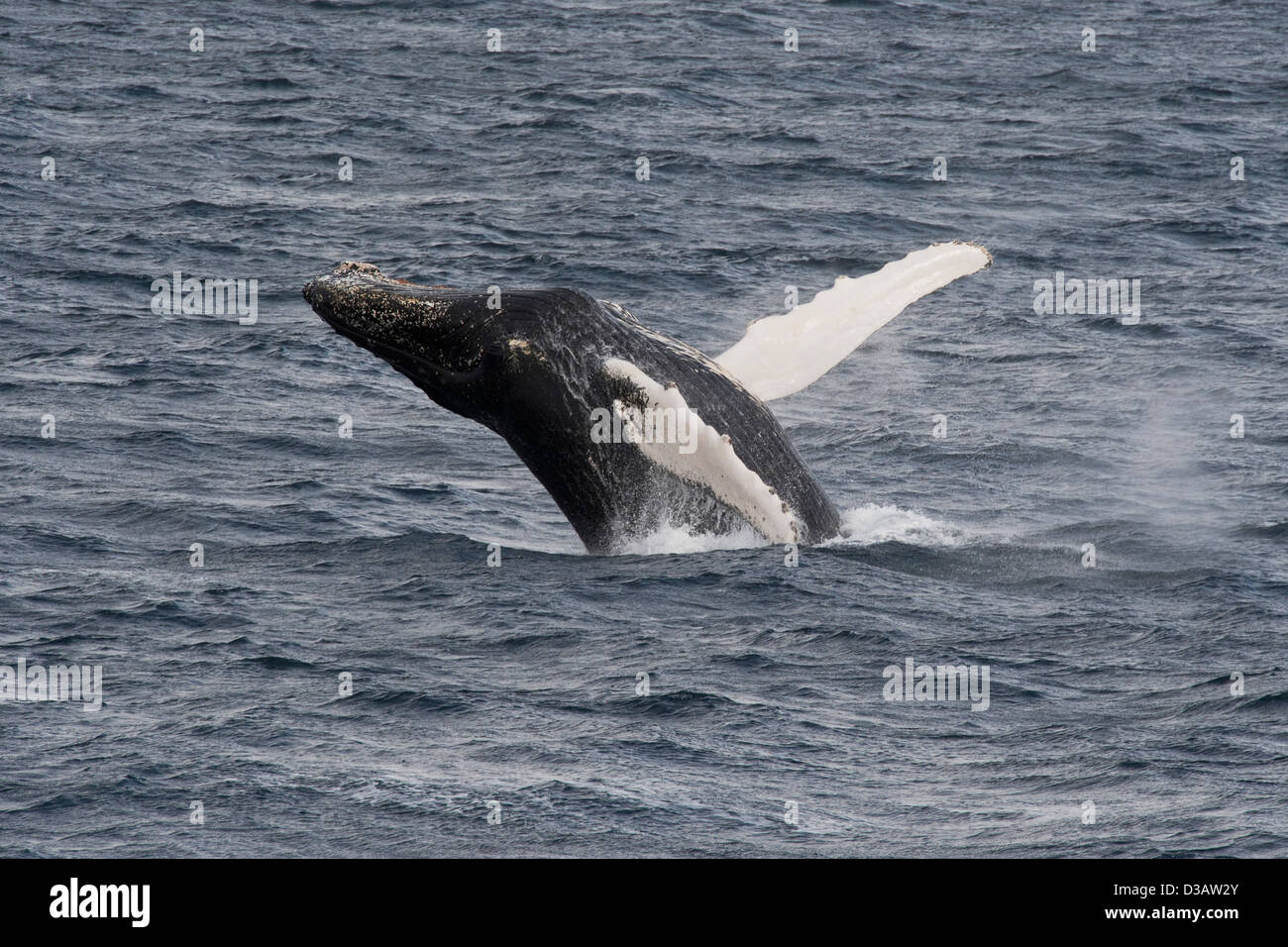 Humpback Whale (Megaptera novaeangliae), in caso di violazione. Penisola antartica. Foto Stock