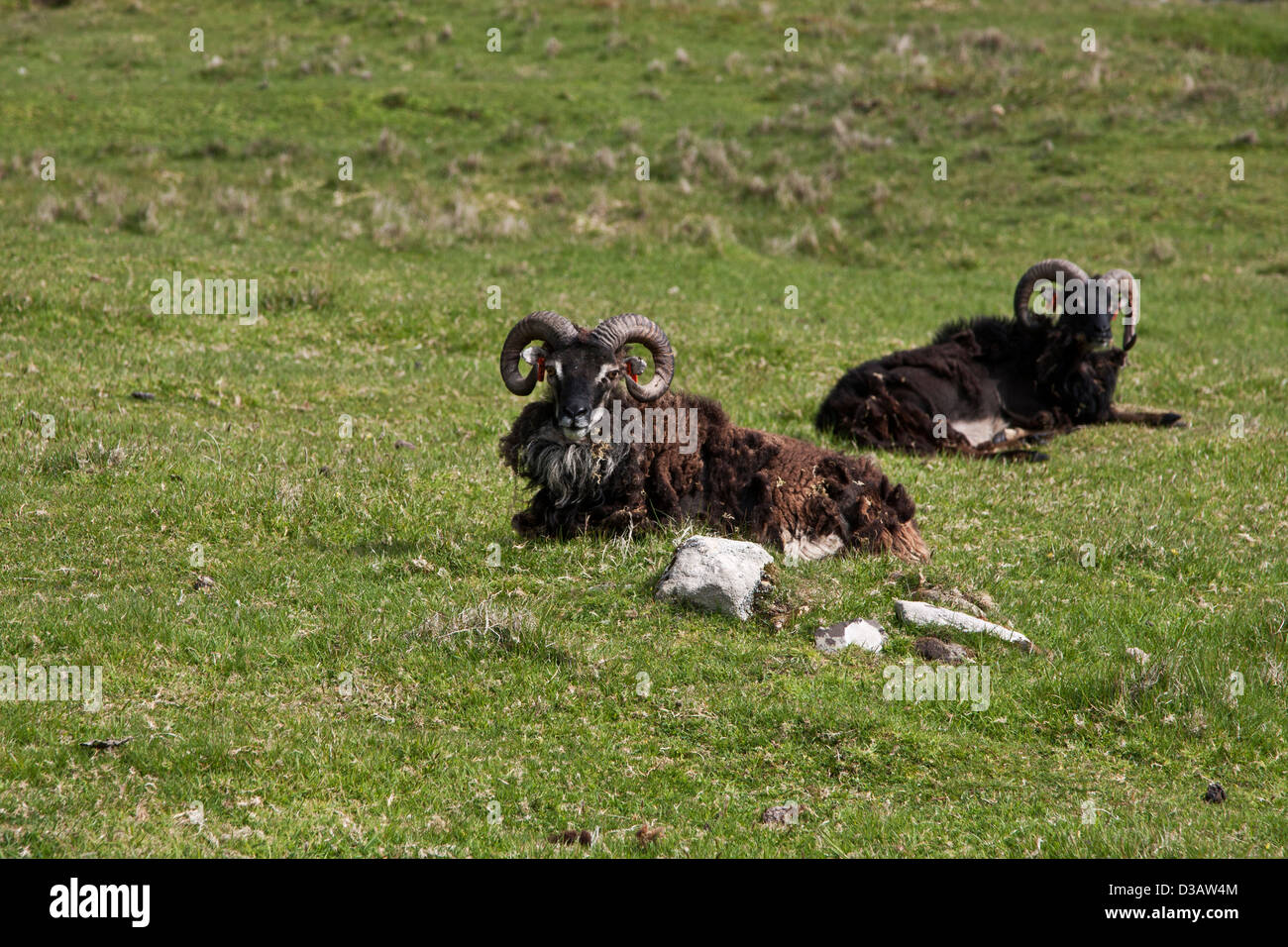 Selvatica Soay pecore sull isola di Hirta in St Kilda arcipelago, Foto Stock