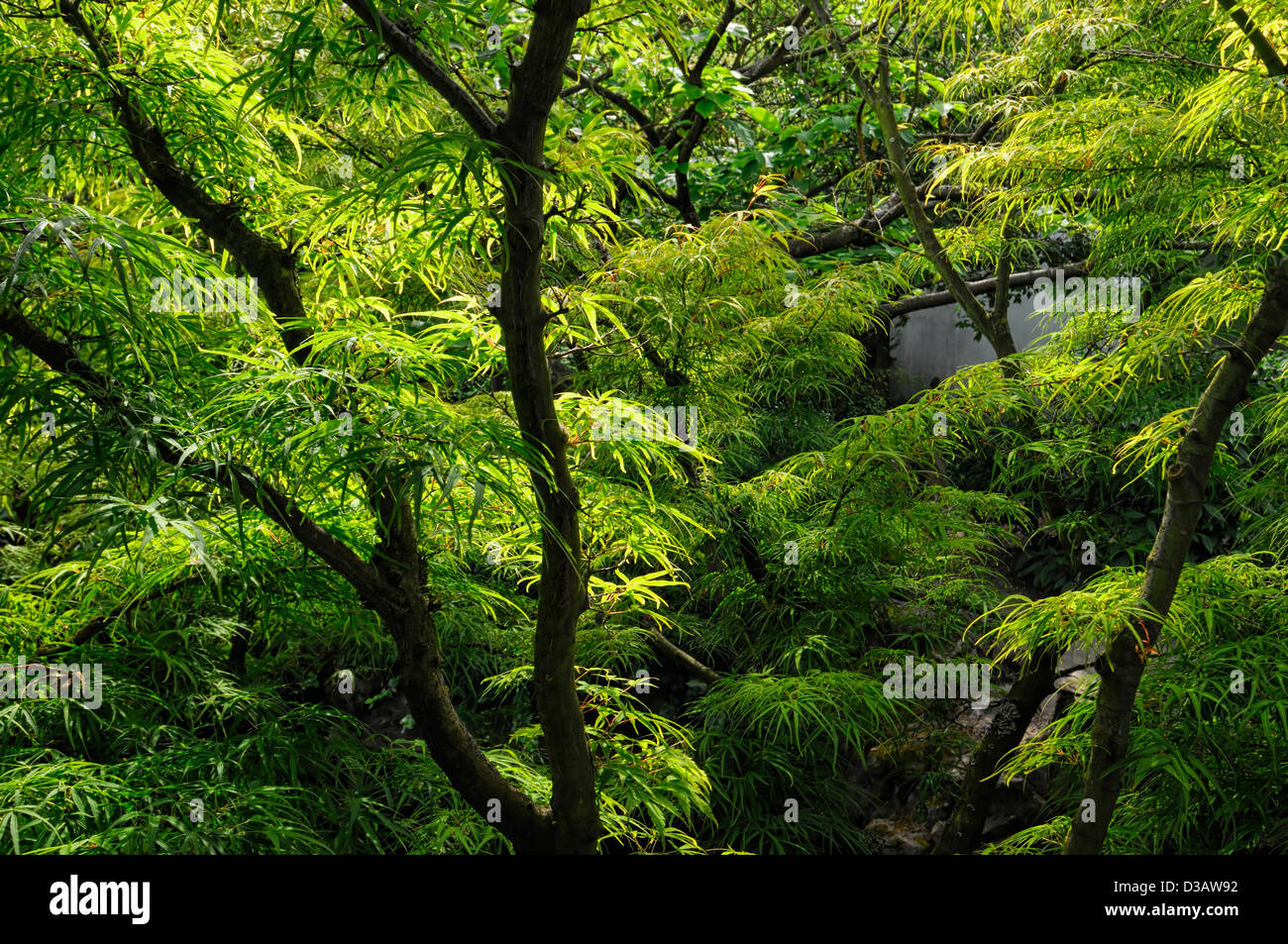 Dr Sun Yat-Sen classici giardini cinesi Vancouver Canada Dinastia Ming giardino in stile credenze taoista Foto Stock