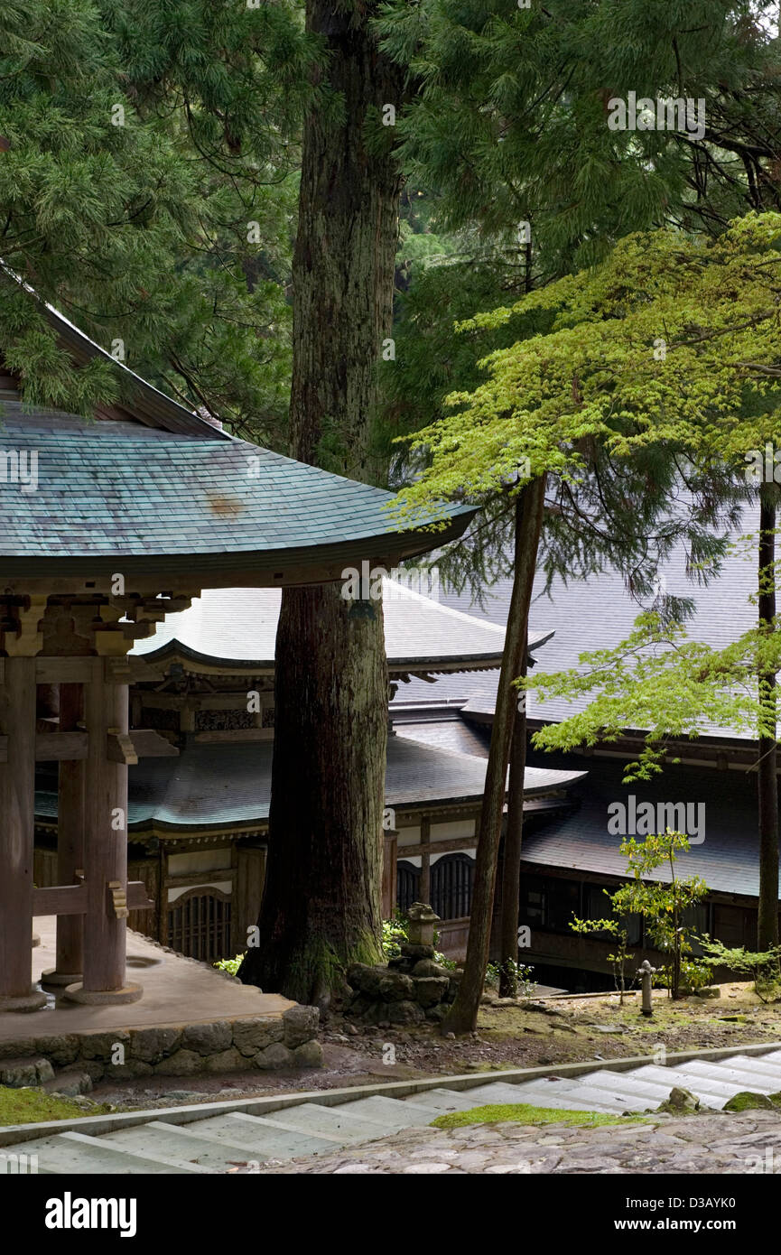 Giant cipresso foresta circonda hillside edifici al di soto sect Eiheiji Zen tempio buddista nella prefettura di Fukui, Giappone. Foto Stock